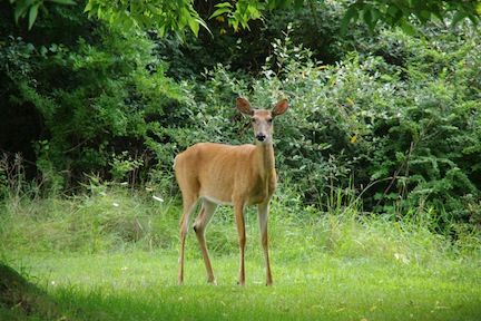Oh Deer...